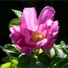 ~*BALTIC ROSE*~