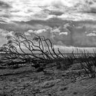 Baltic Sea BW