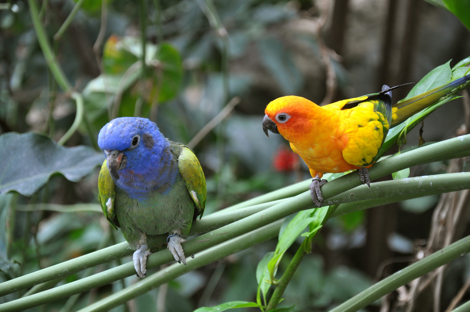Baltimore AQUARIUMS & SEA LIFE CENTRES 2012 Foto & Bild tiere, zoo
