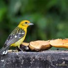 Baltimore Oriole