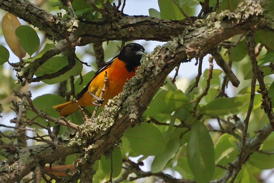 Baltimore Trupial - Baltimore Oriole (Icterus galbula), Männchen