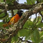 Baltimore Trupial - Baltimore Oriole (Icterus galbula), Männchen