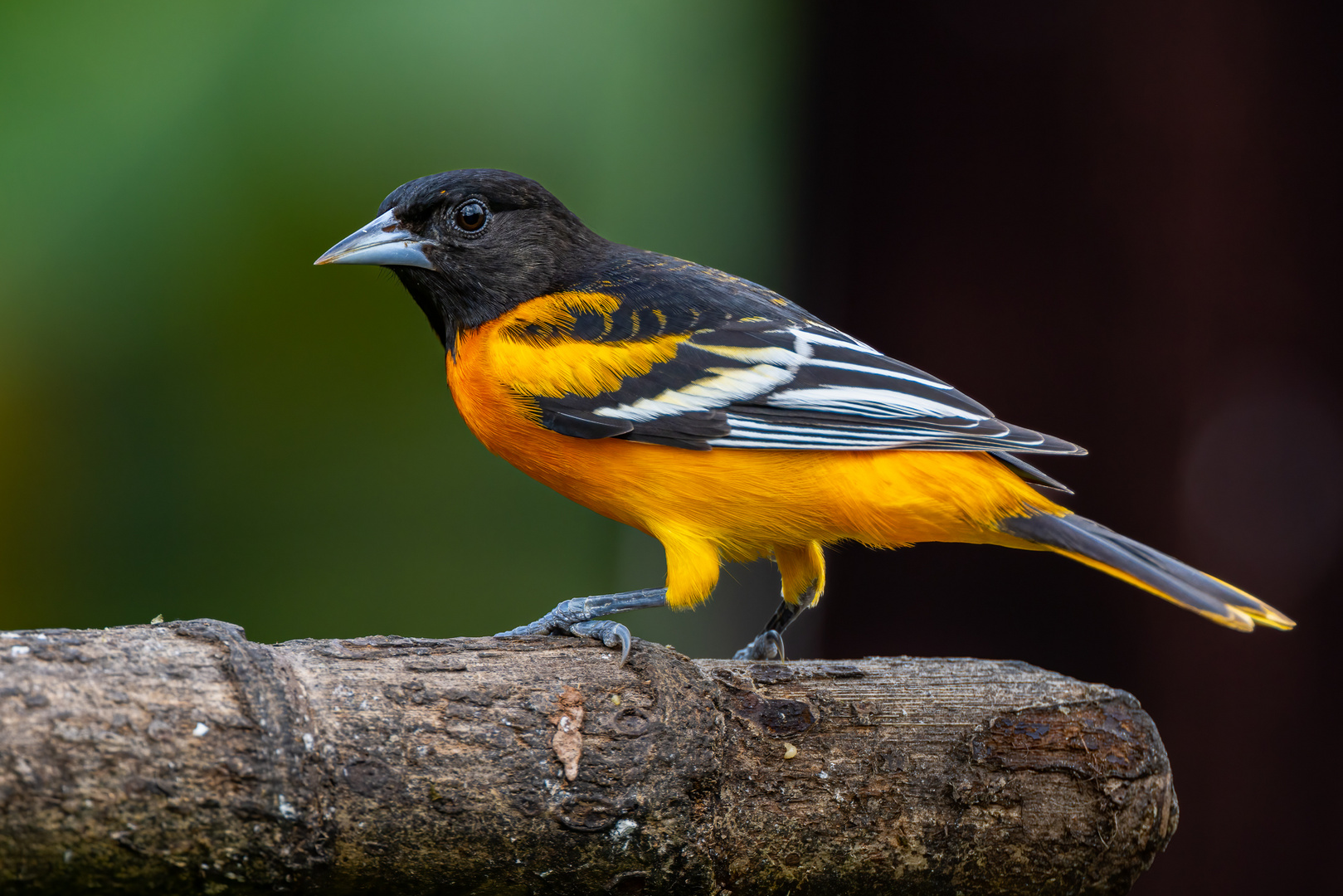 Baltimoretrupial (Baltimore Oriole)