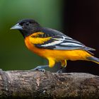 Baltimoretrupial (Baltimore Oriole)