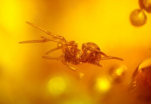 Baltischer Bernstein mit Spinnen-Inkluse