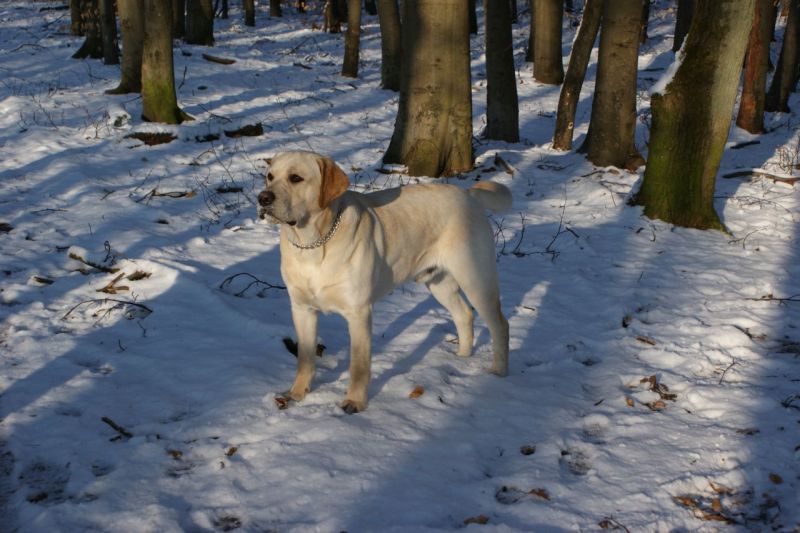 Balto 10 Monate alt und auf dem Weg zum Erwachsenwerden