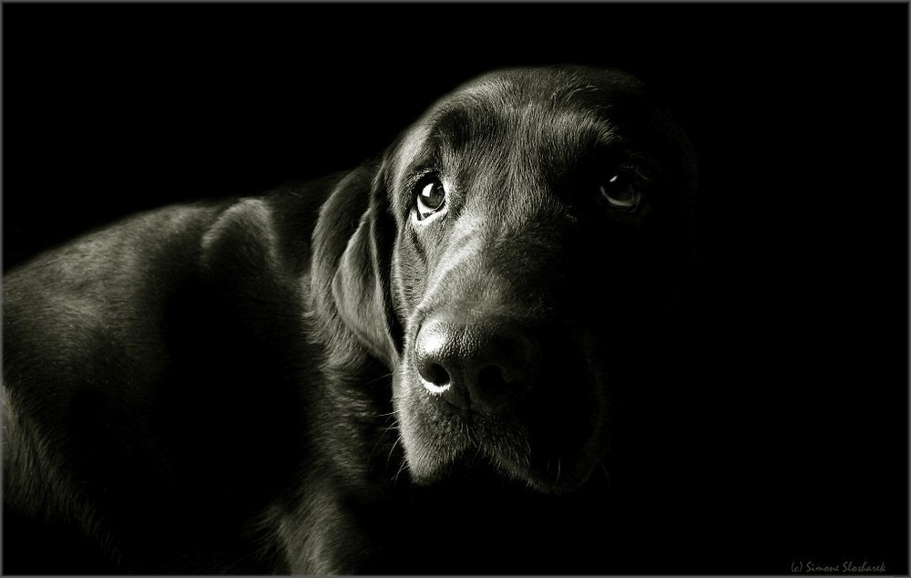 ~ Balu : 27.04.2003 - 03.09.2012 ~