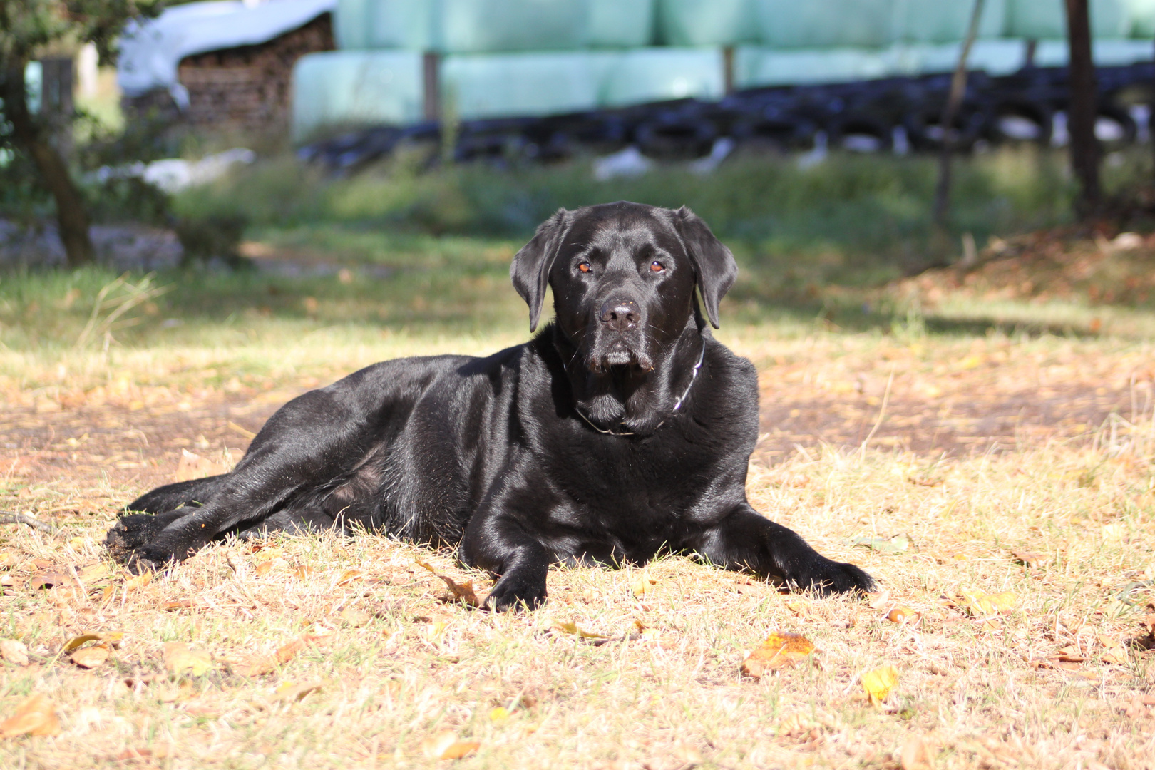 Balu, 9 Jahre alt