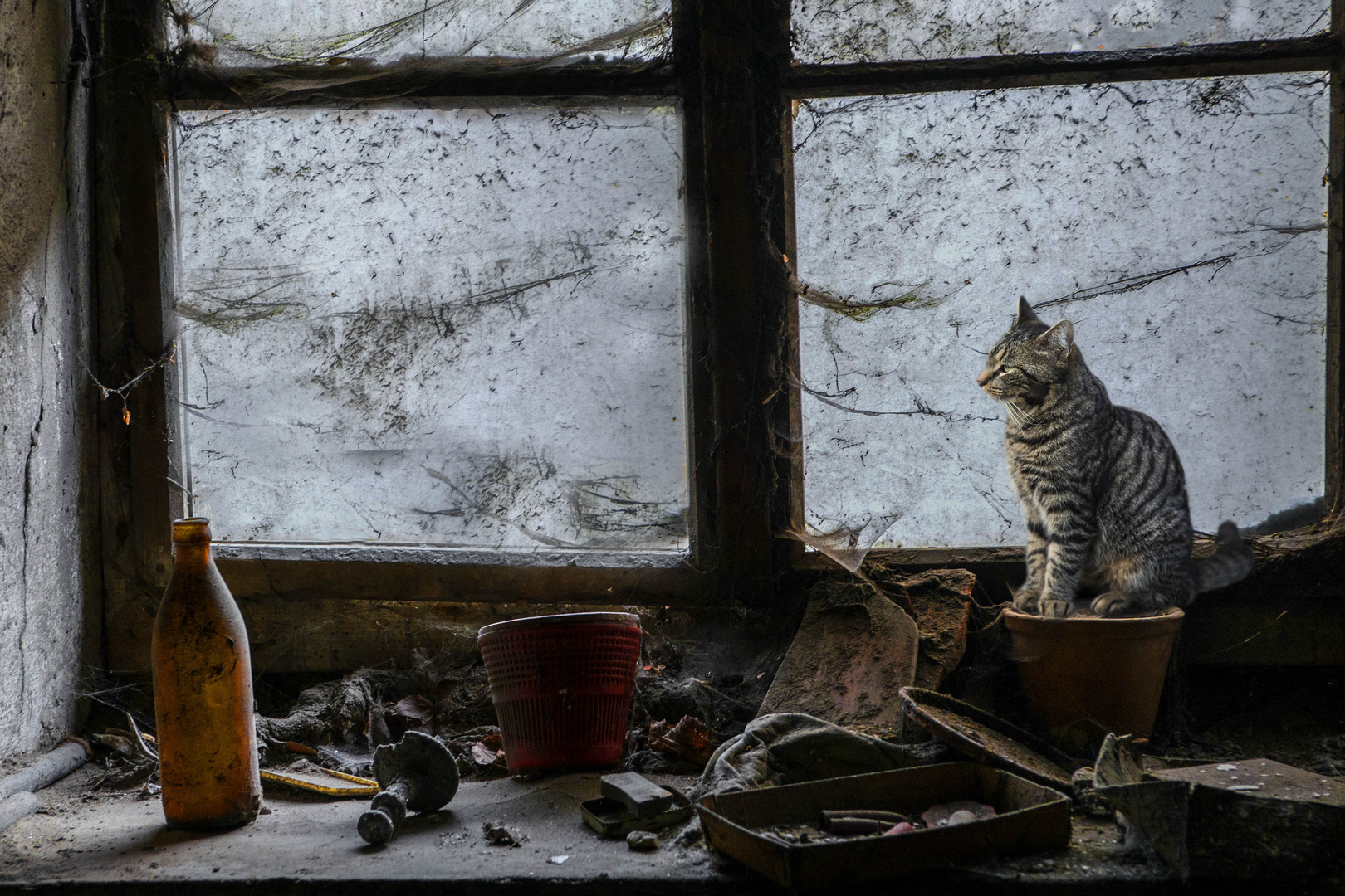 Balu Foto Bild Tiere Haustiere Katzen Bilder Auf Fotocommunity