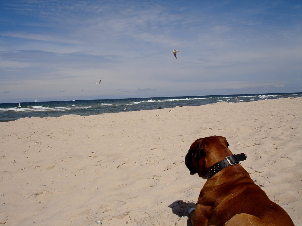 balu am Meer ;)