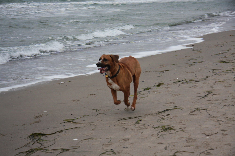 Balu am Meer