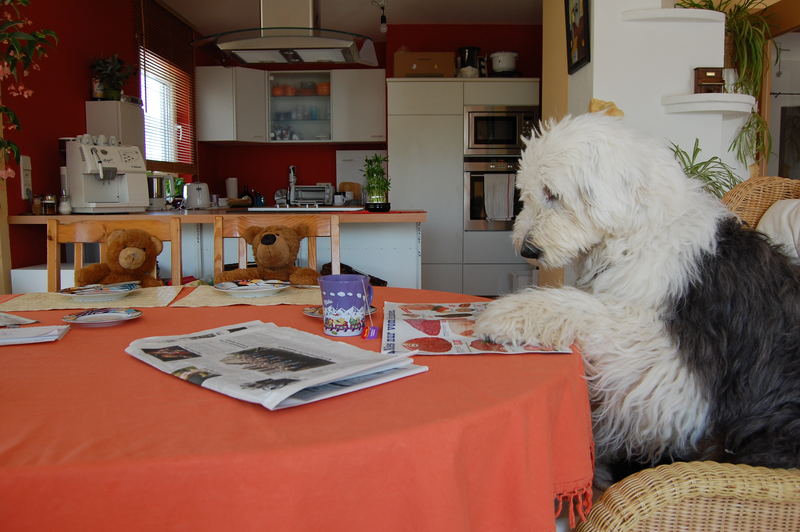 Balu beim Frühstück