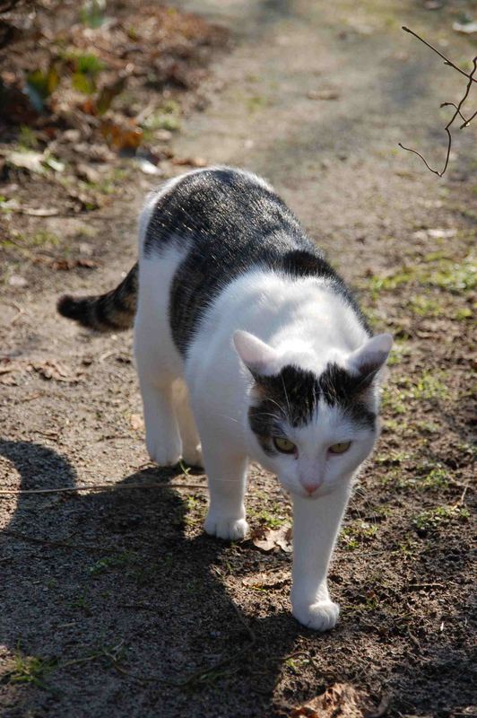 Balu , der Jüngste