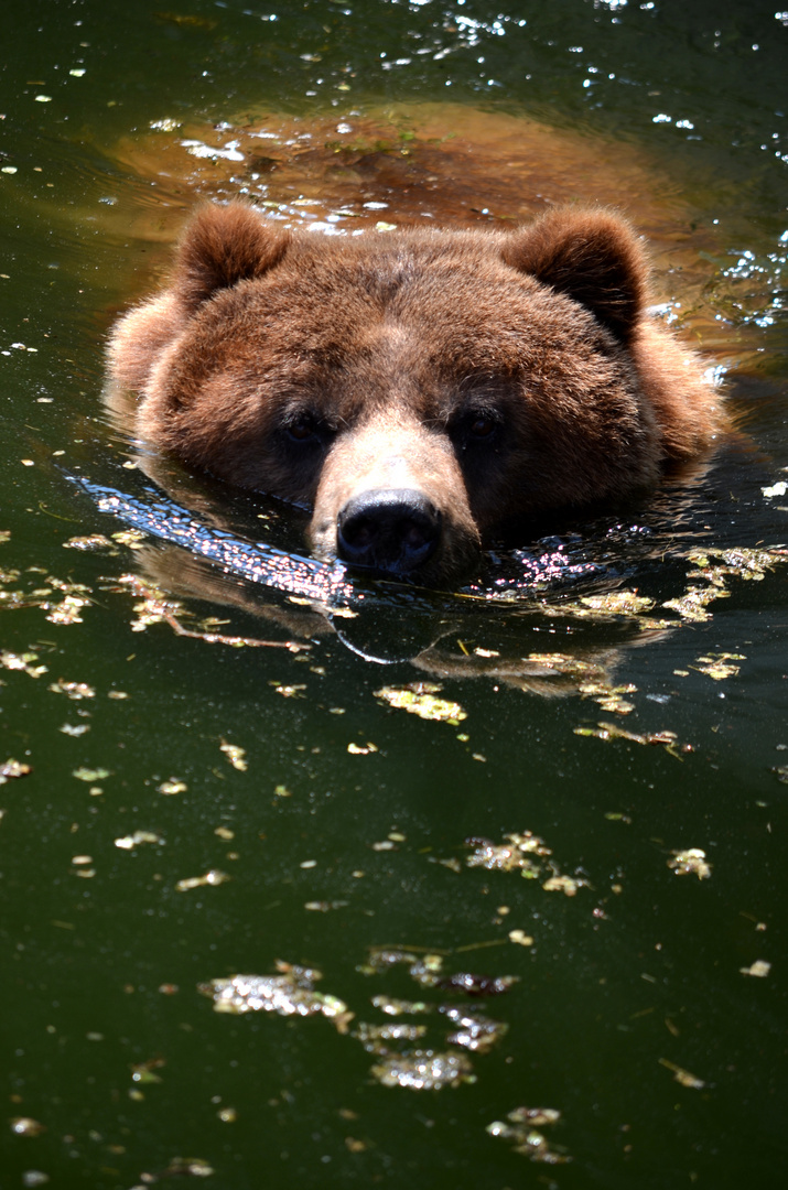 Balu der sportliche Bär