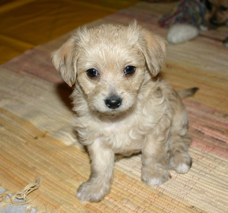 Balu