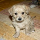 Balu