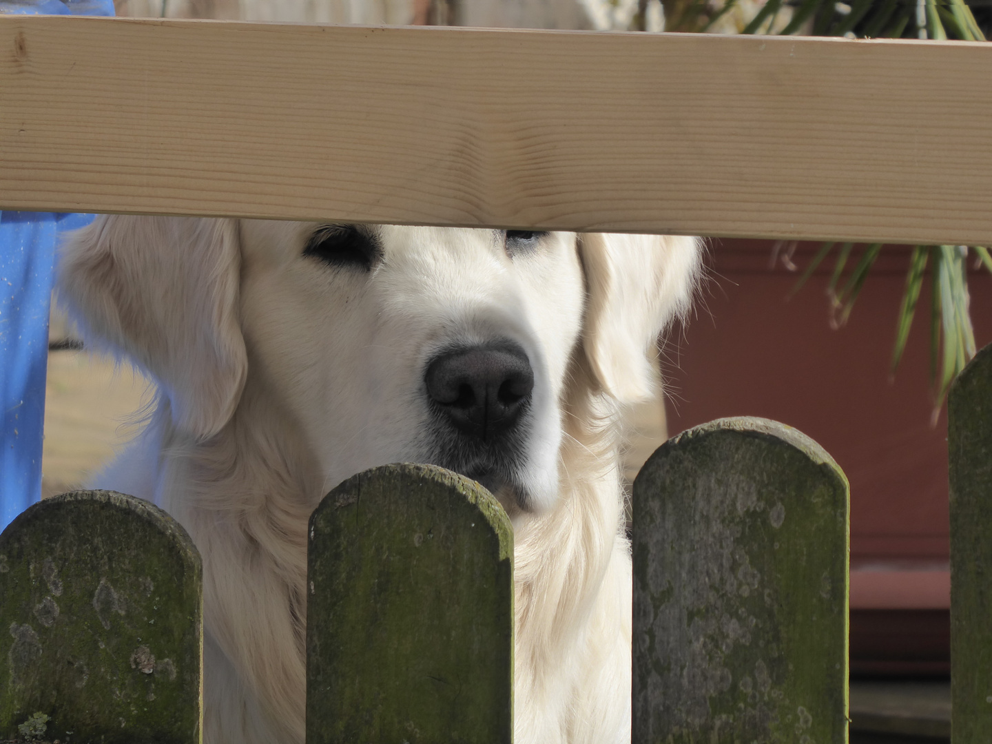 Balu hat den Durchblick