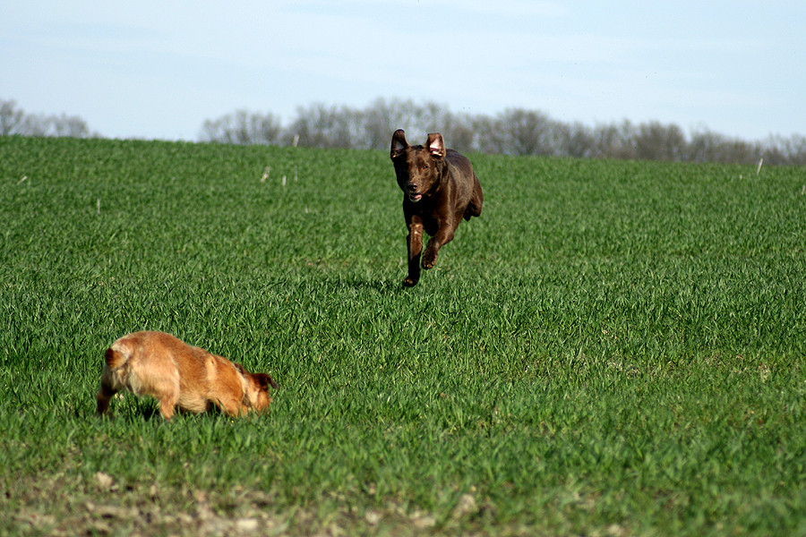 Balu im Anflug auf Idefix