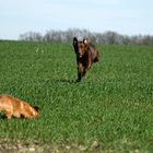 Balu im Anflug auf Idefix