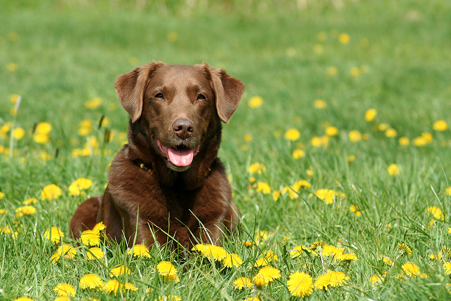 Balu im Butterblumenmeer, die Zweite