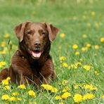 Balu im Butterblumenmeer, die Zweite