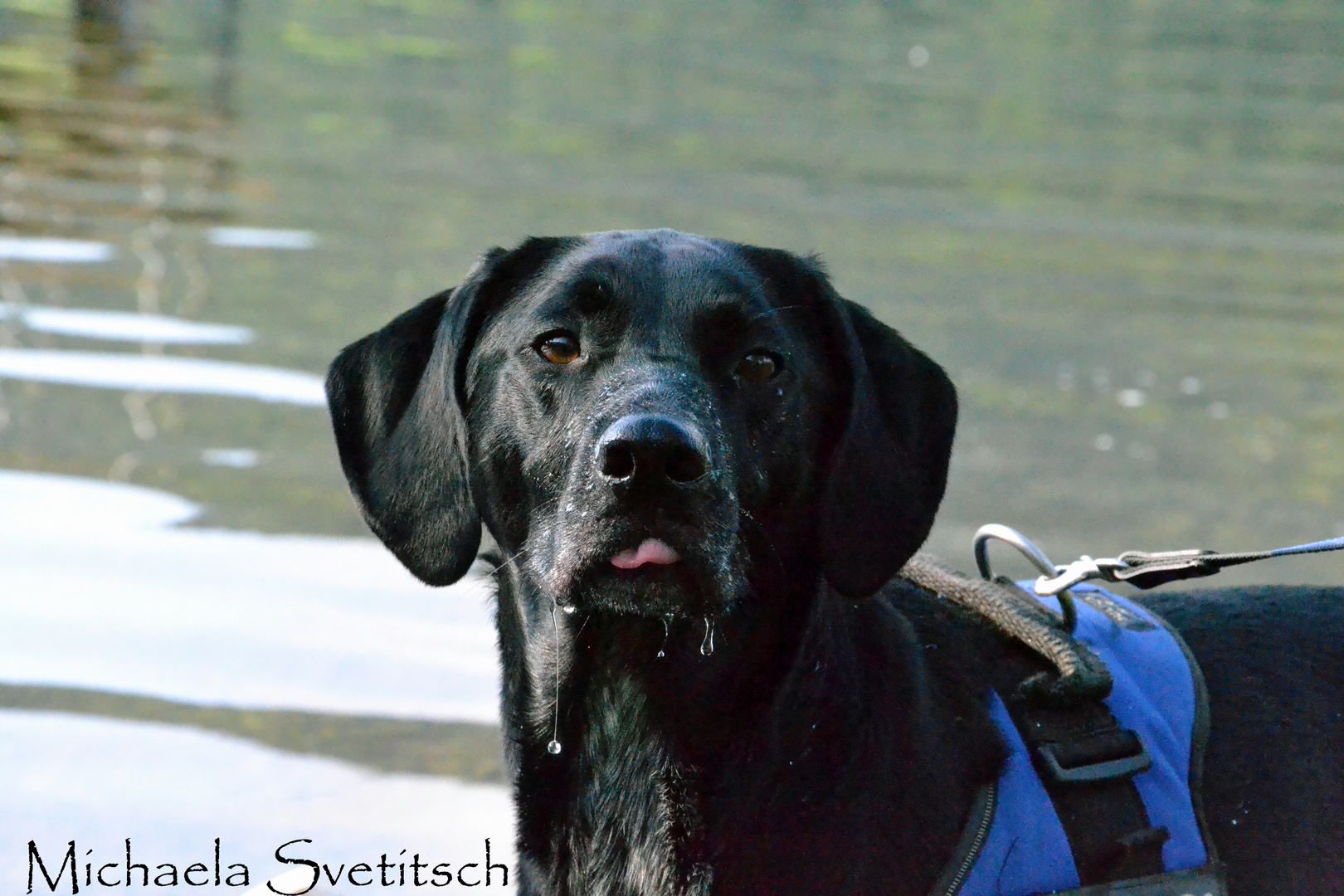 Balu im Weißensee