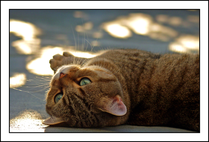 Balu in der Abendsonne 01