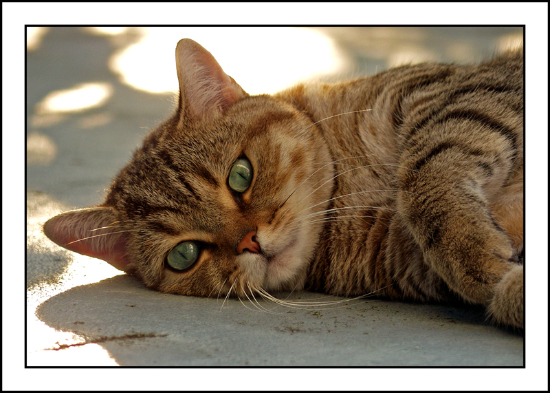 Balu in der Adendsonne 02