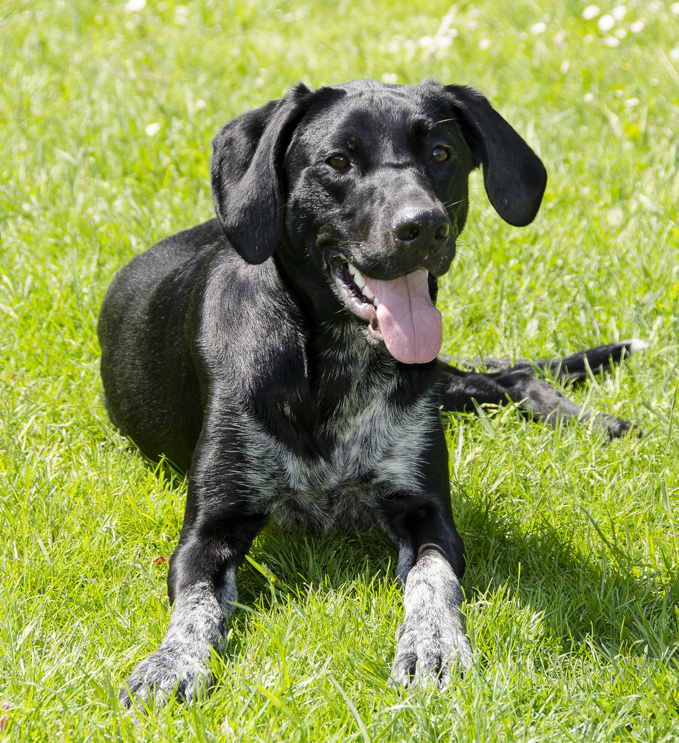 Balu macht Päuschen