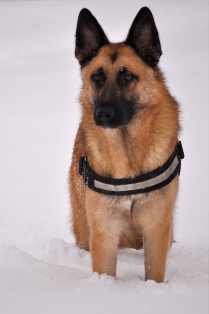 Balu Mali-Collie Mix