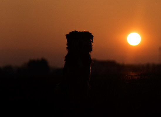 Balu-Silhouette bei Sonnenuntergang