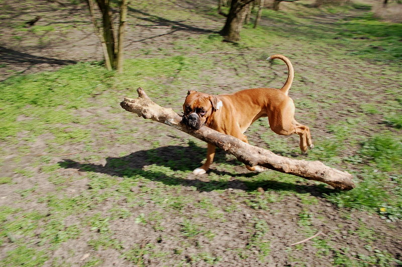 Balu +Stöckchenspiel1