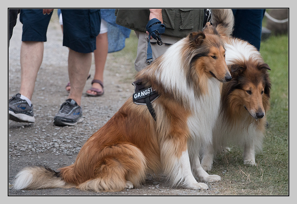 Balu und Bandit