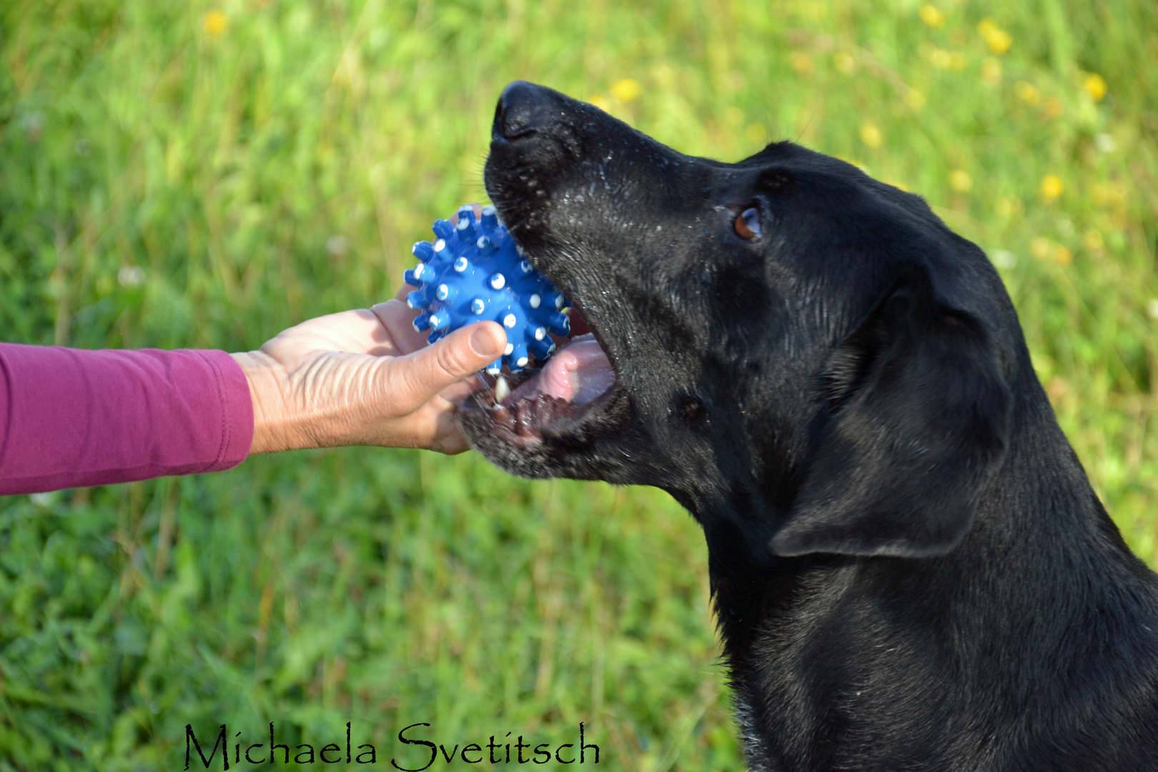 Balu und der Ball