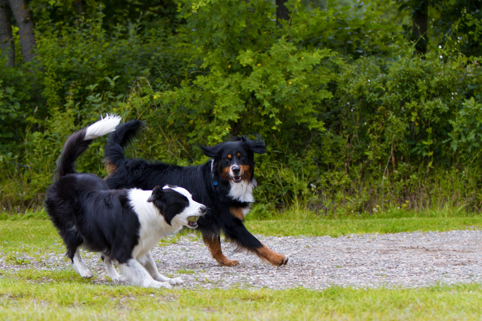 Balu und Luna