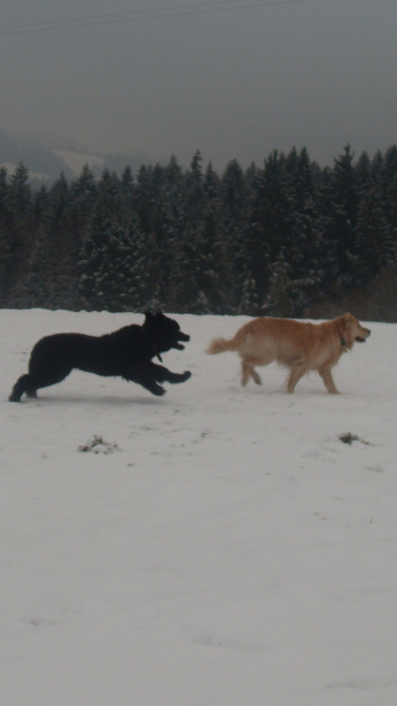 Balu und maja spielen fangen