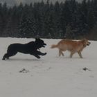 Balu und maja spielen fangen