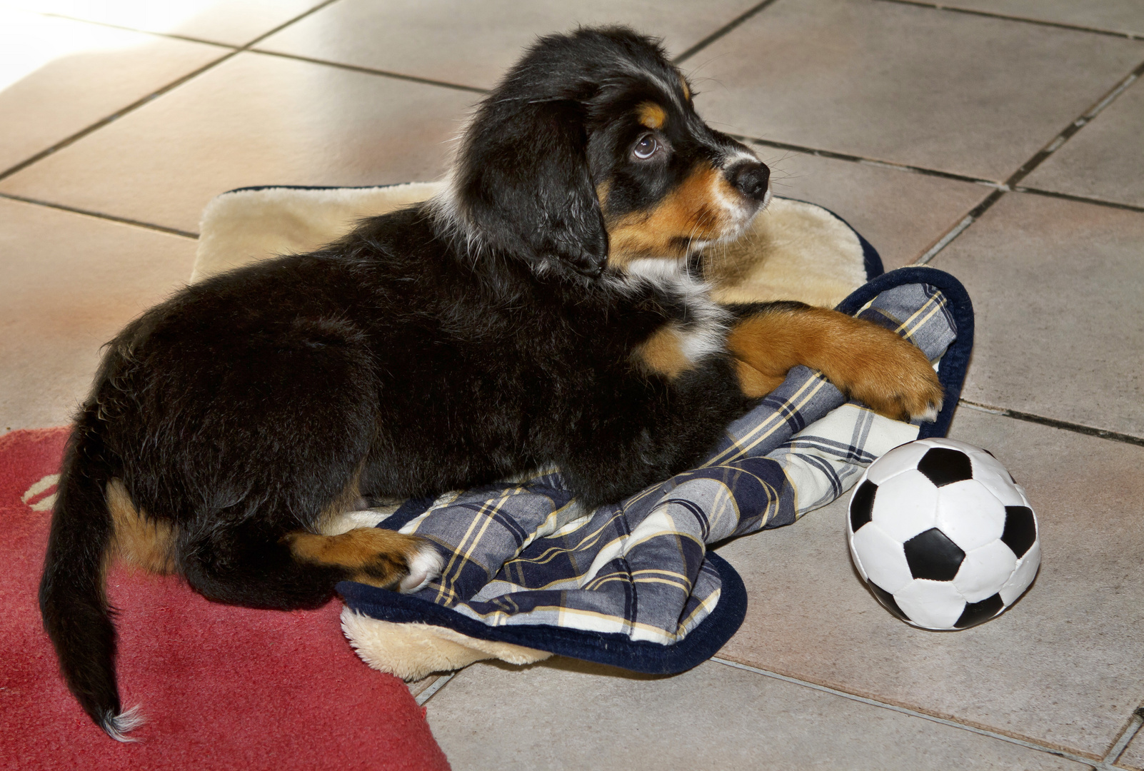 Balu und sein Lieblingsspielzeug