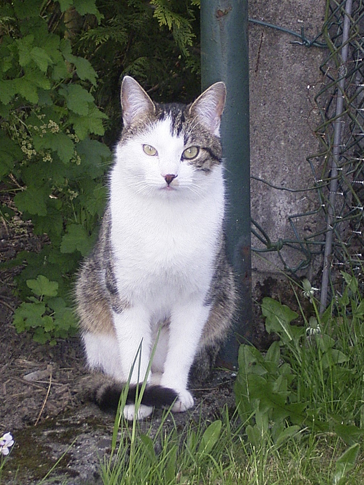 Balu unser anderer Kater