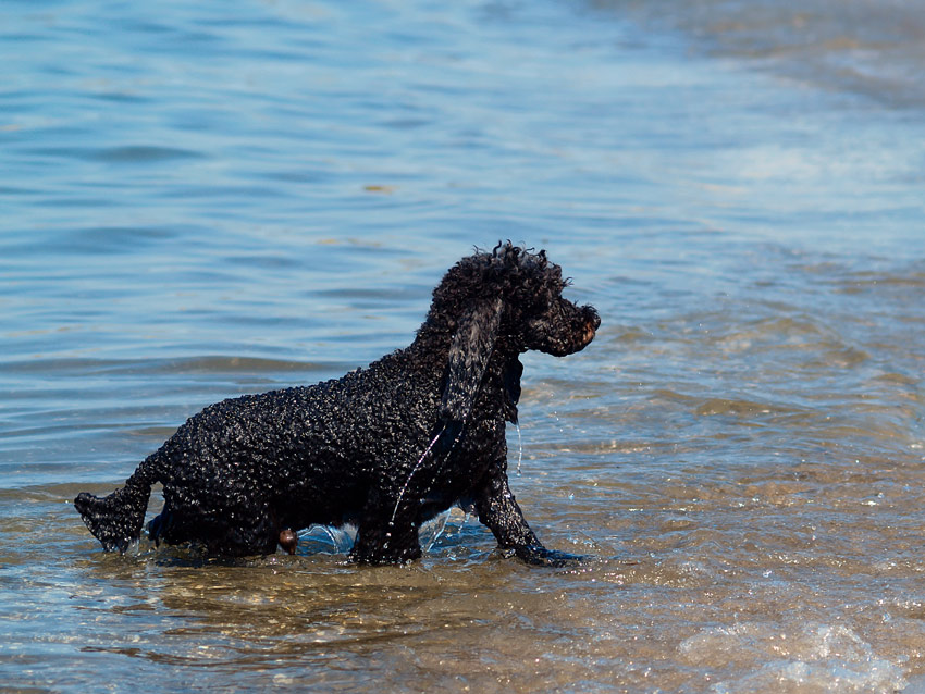 -Balu- unsere Ostseerobbe