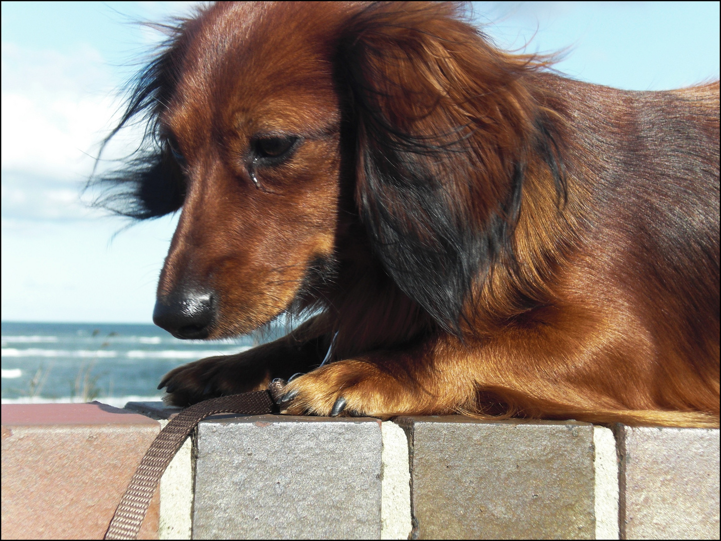 Balu ( Wangerooge )