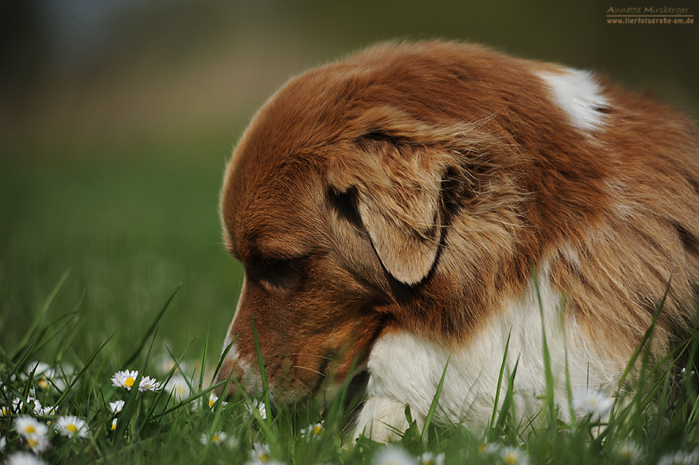 Balüchen und seine Gänseblümchen...