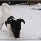 Balu's erster Schnee