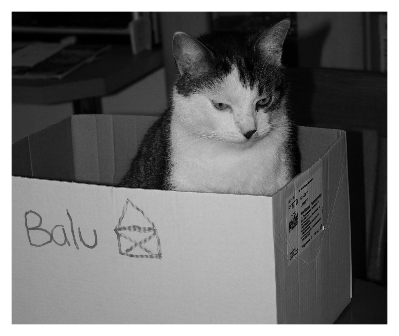 Balu`s neues Heim