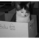 Balu`s neues Heim