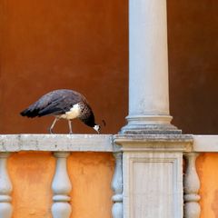 Balustrade