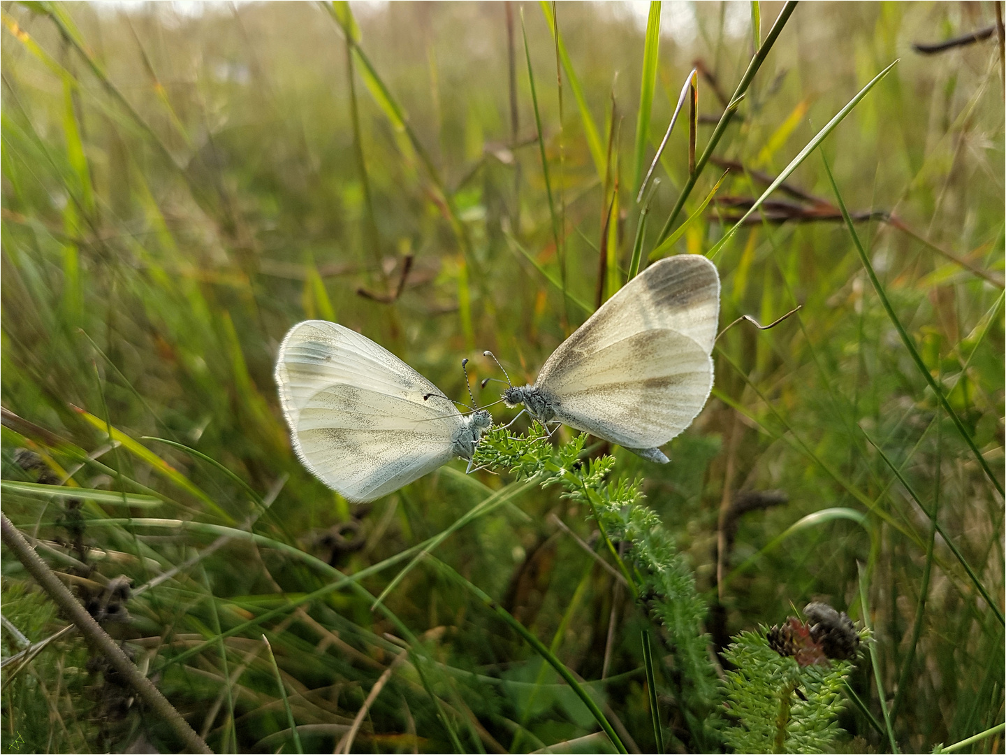 Balz Foto & Bild natur, landschaft, insekten Bilder auf