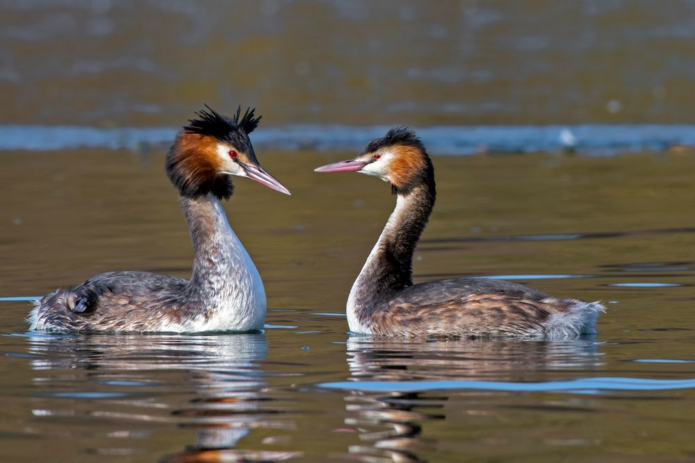 Balz Foto & Bild tiere, wildlife, wild lebende vögel Bilder auf