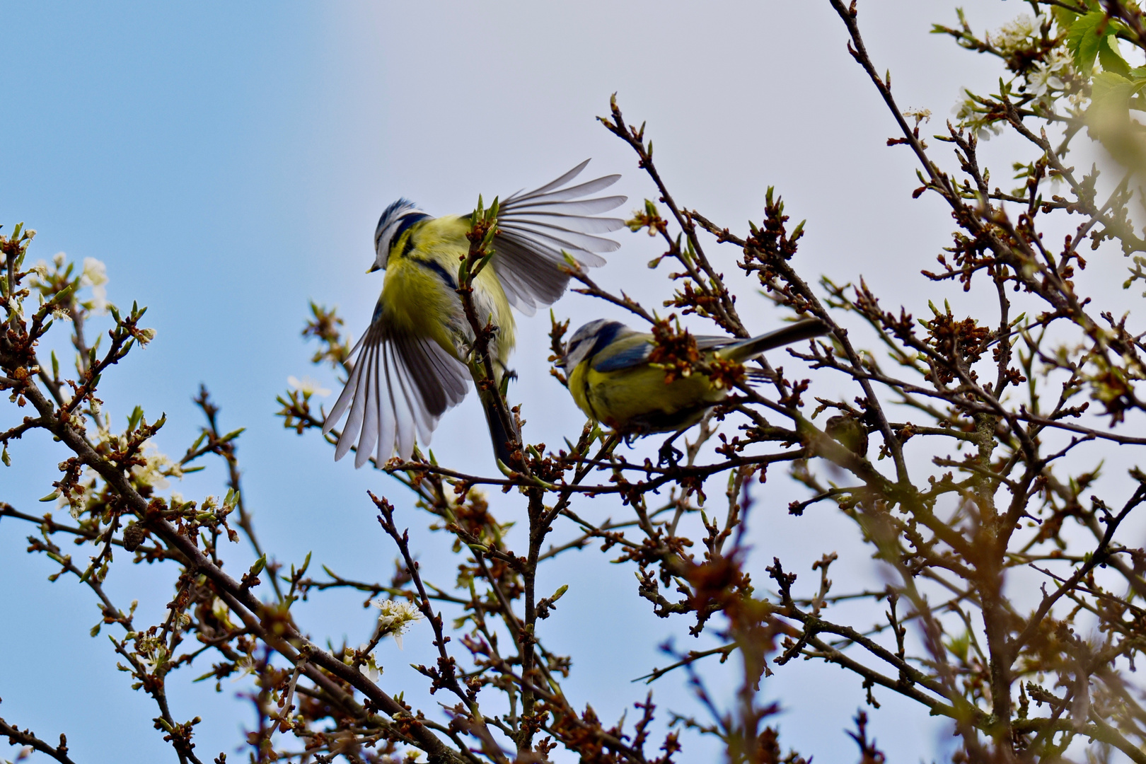 Balz bei Blaumeisen