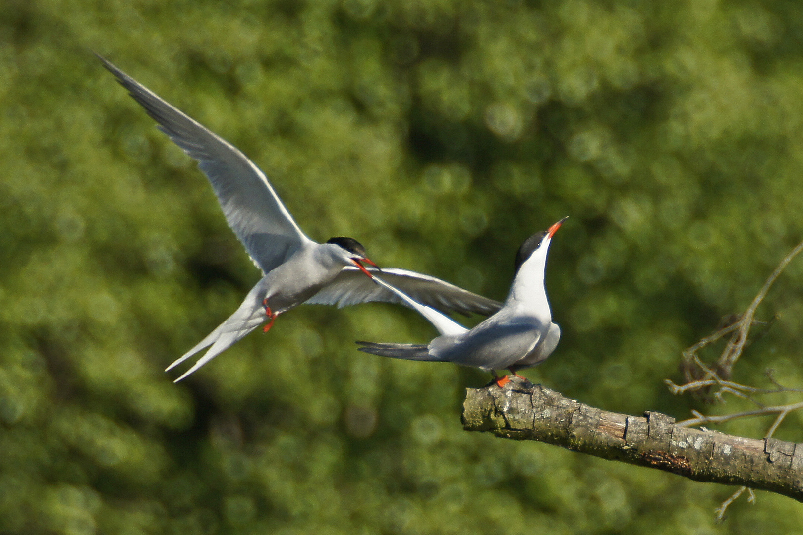 Balz bei den Flussseeschwalben (Sterna hirundo)